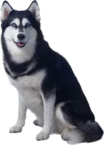 Sitzender Husky