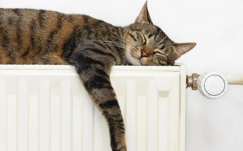Katze schläft entspannt auf einem warmen Heizkörper